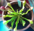 /album/moja-zbierka/my-sarracenia-psittacina-3-jpg/